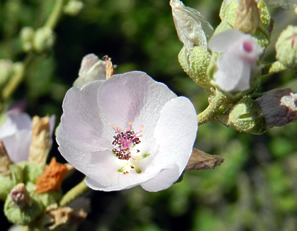 white cup-shaped flower