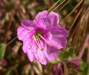 magenta flower