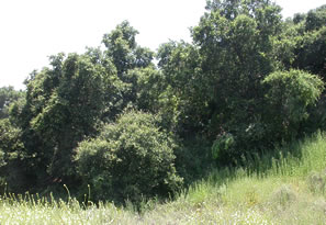 grove of coast live oaks