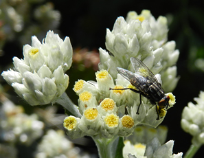 fly on white flower heads