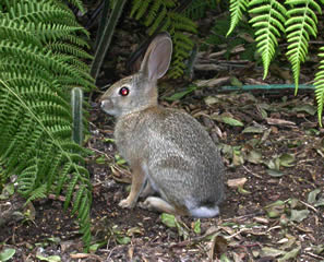 rabbit among ferns