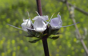 cluster of white sage flowers