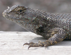 lizard on wooden rail