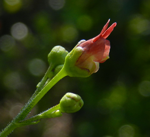 reddish flower in side view