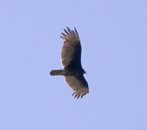 vulture flying