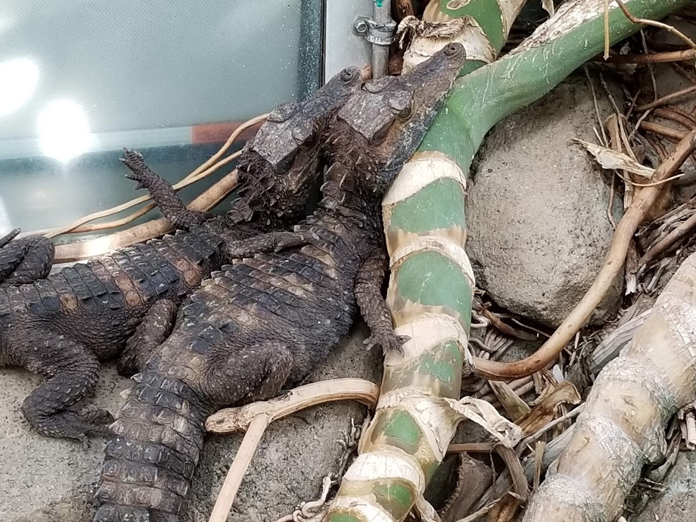 Two caimans laying down next to each other