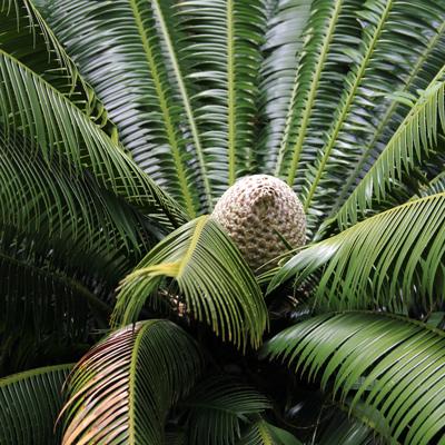 Cycad plant