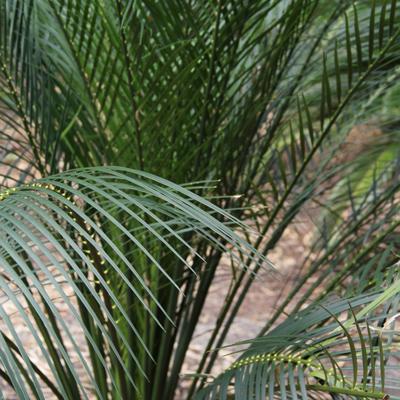 Cycad plant