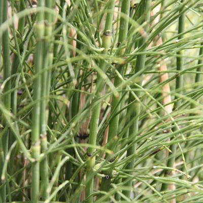 Horsetail plant