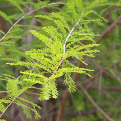 Metasequoia plant