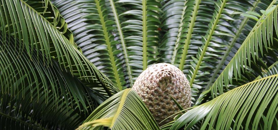 Cycads of the Mesozoic