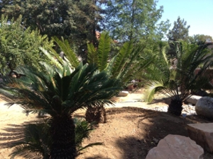 Mesozoic Garden and Learning Center