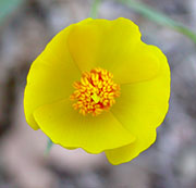 D. harfordii