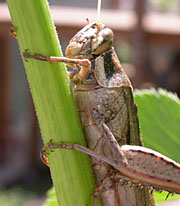 Grasshopper