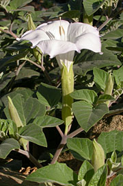 Manit flower