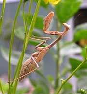 Praying Mantis