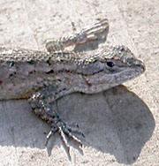 Western Fence Lizard