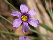 Mantaka flower