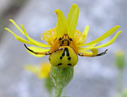 Crab Spider