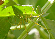 Garden Spider