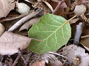 Wet Leaf