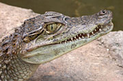 Spectacled Caiman