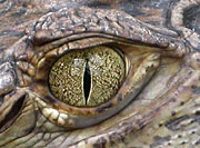 Caiman Eye