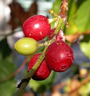 Coffee Fruits