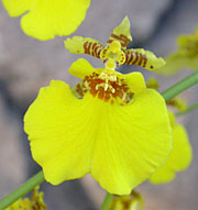 Oncidium Orcchid