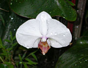 Orchid Flower