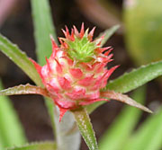 Pineapple Flowers