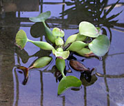 Water Hyacinth