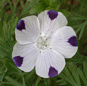 White flowers