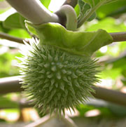 Spikey Flower