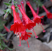 Red flower