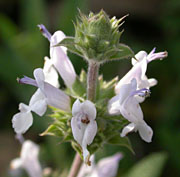 white flower