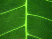 Leaf