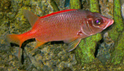 Sargocentron spiniferum