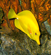 Yellow fish