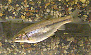 Grey swimming fish