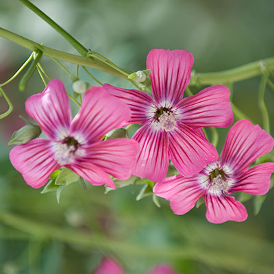 Pink Flower