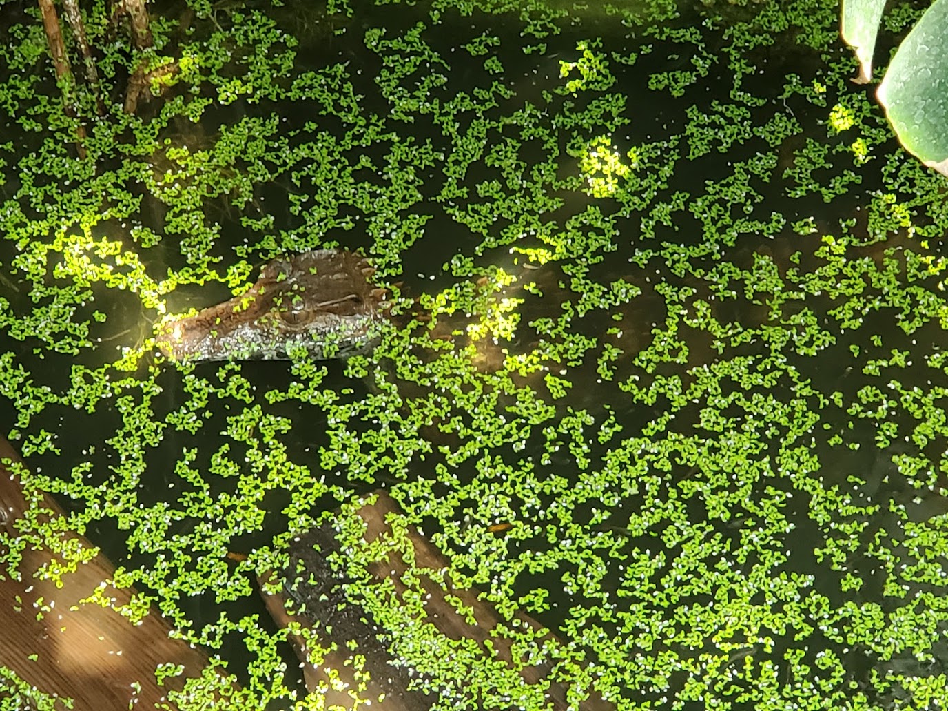 Caiman in pond