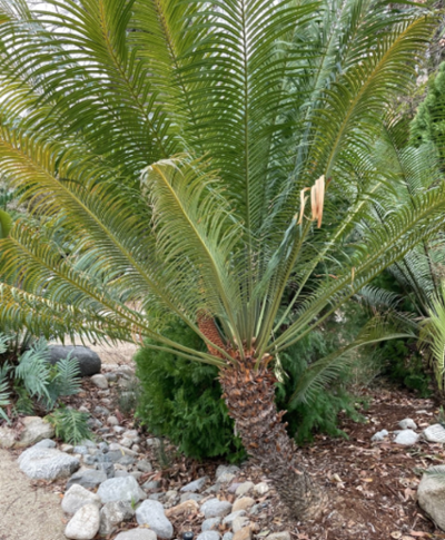 Cycad