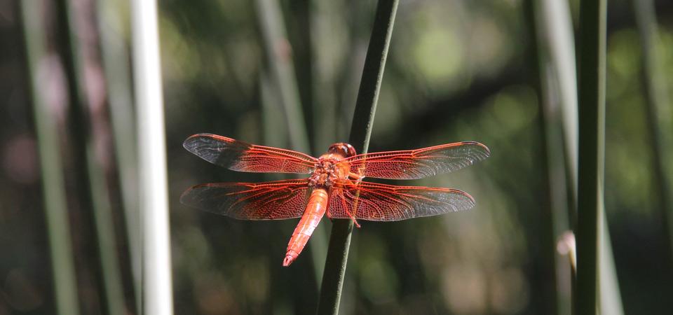 A Dragonfly Visitor