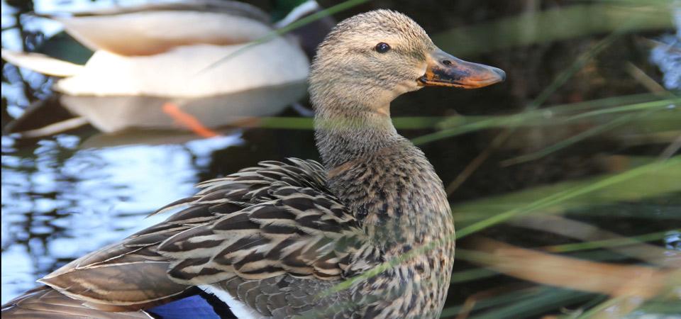 Ducks Glide Across Our Pond