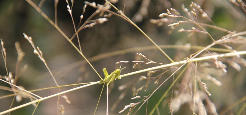 A Growing Grasshopper