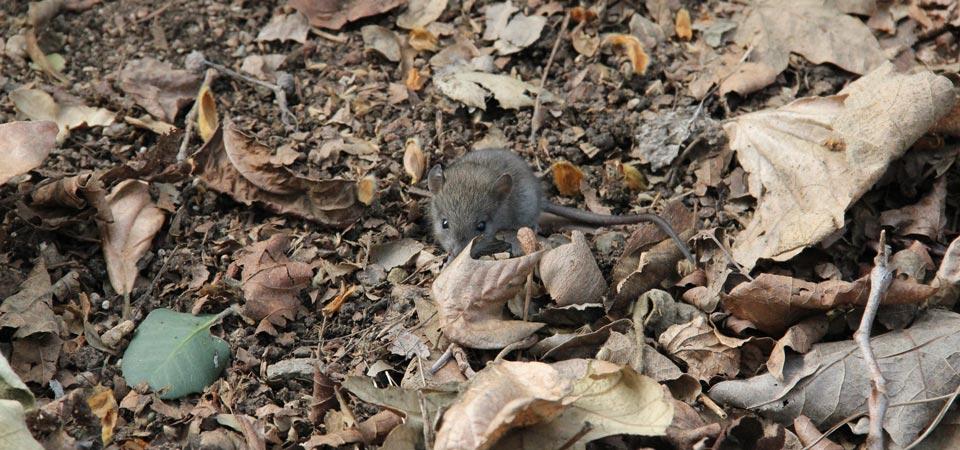 A  mouse on the ground with dried leaves