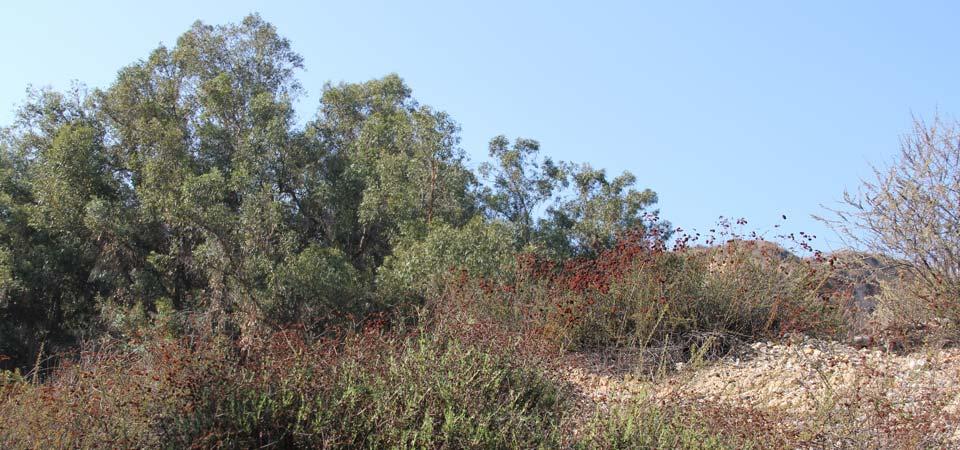 Landscape at Voorhis Ecological Reserve