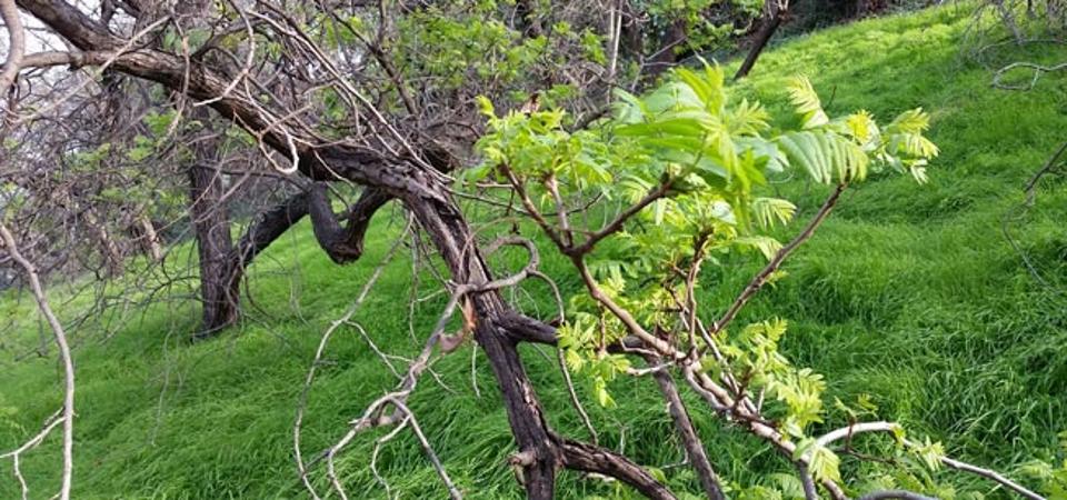 Walnut Trees