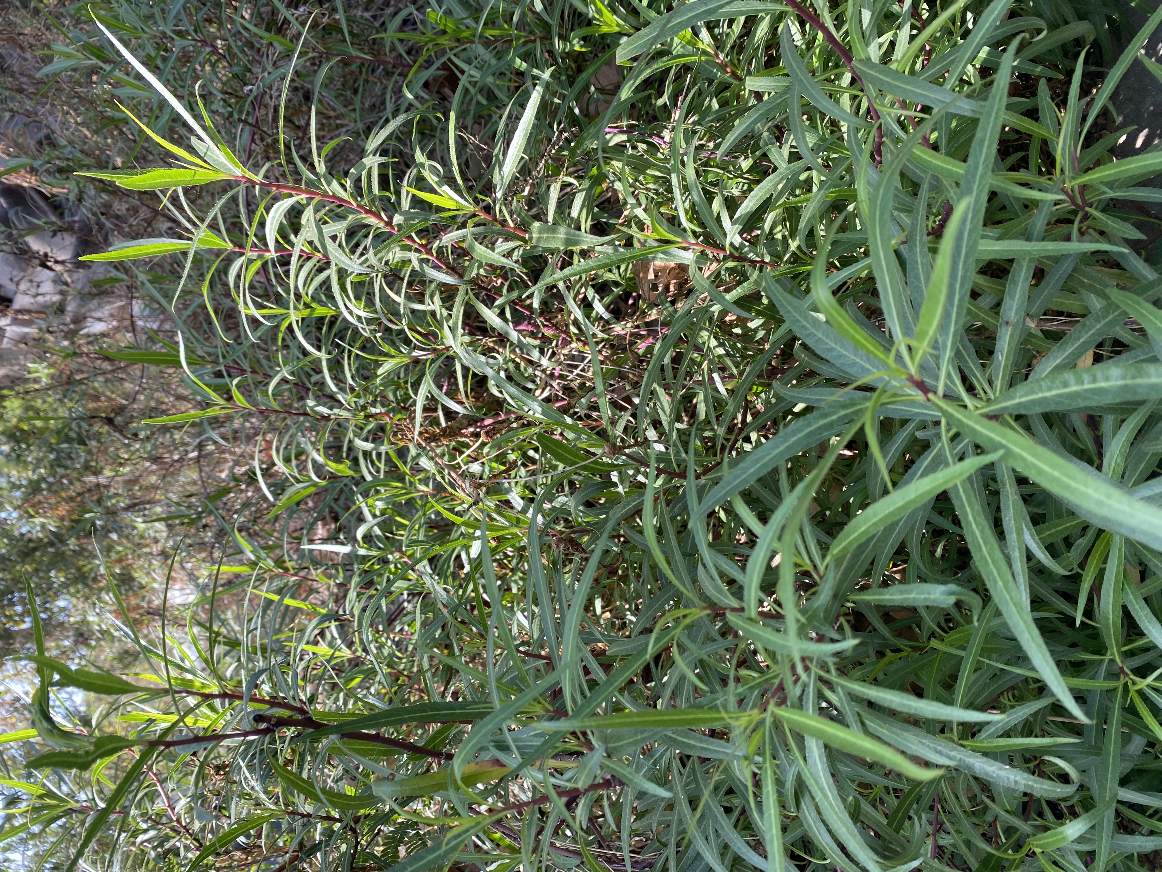 Photo of lobelia laxiflora